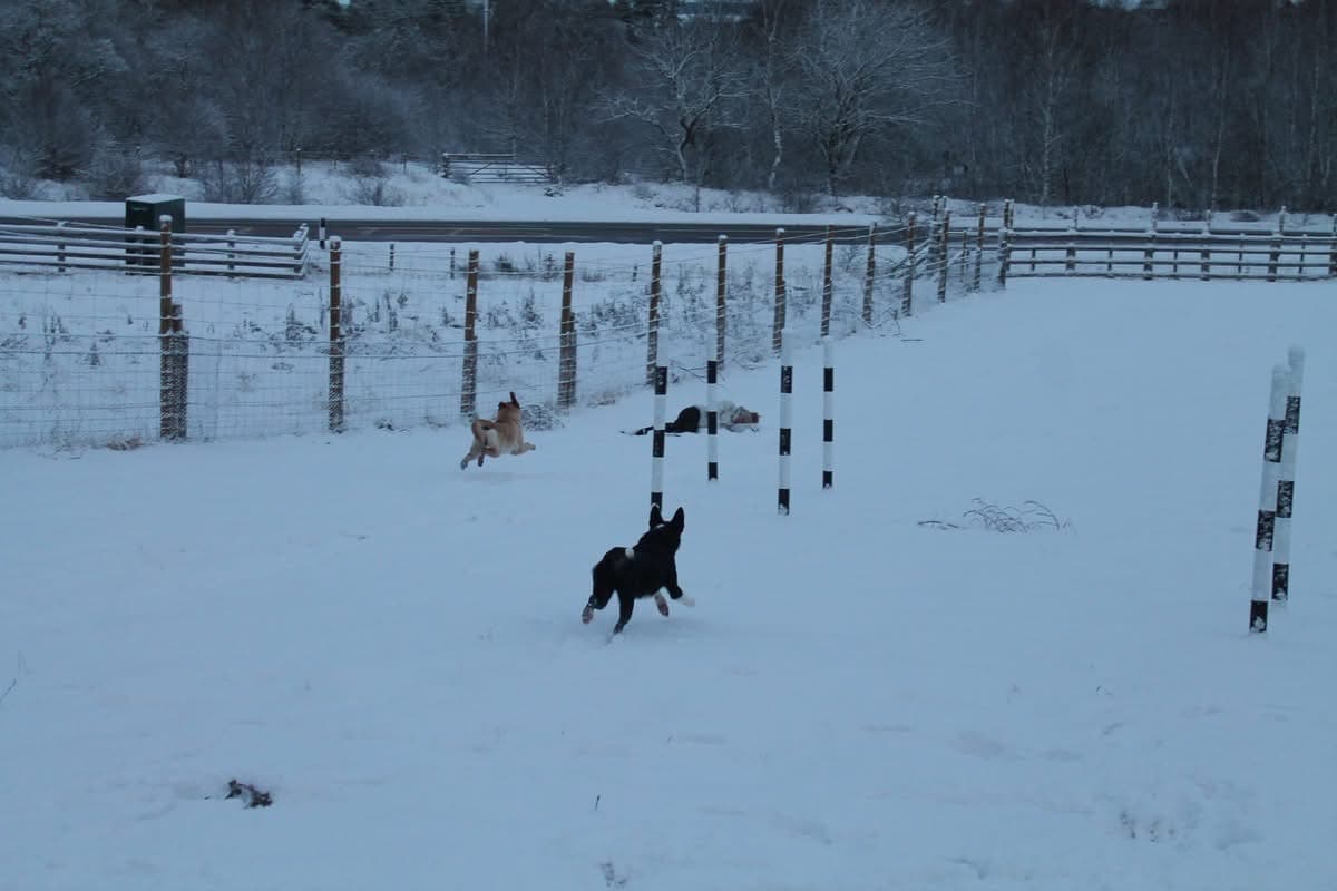 Dog playing at Grantown Dog Park