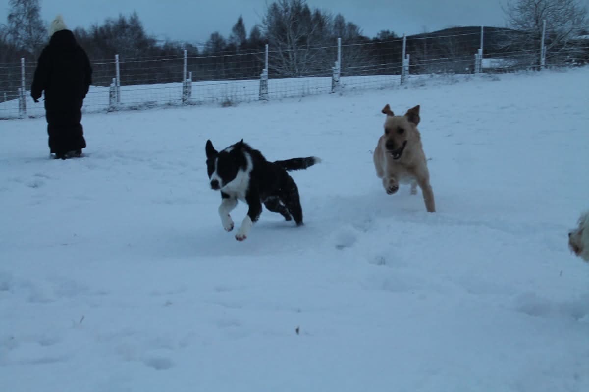 Happy dog at Grantown Dog Park