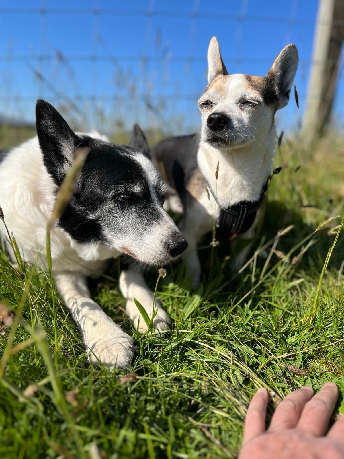 Dogs playing at Grantown Dog Park