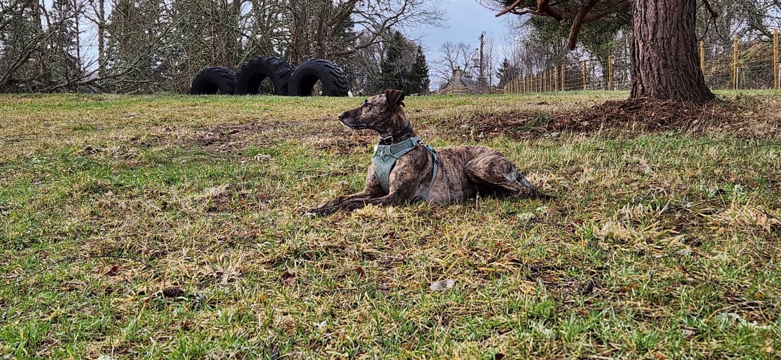 Dog park scene 1