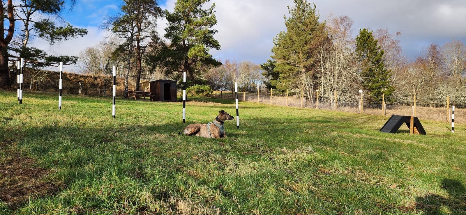 Dog park scene 2