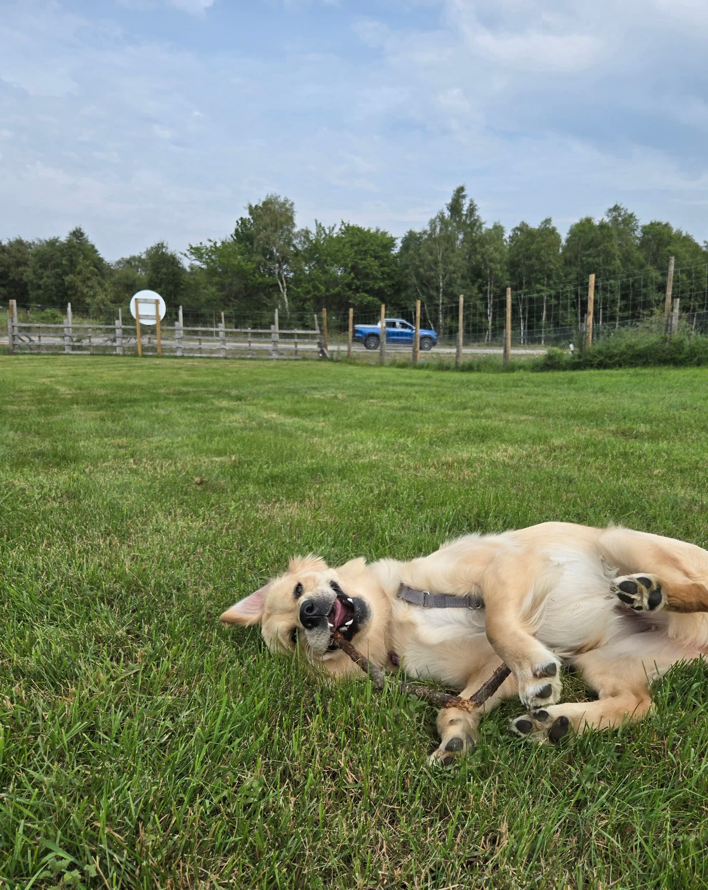 Dog playing at Grantown Dog Park