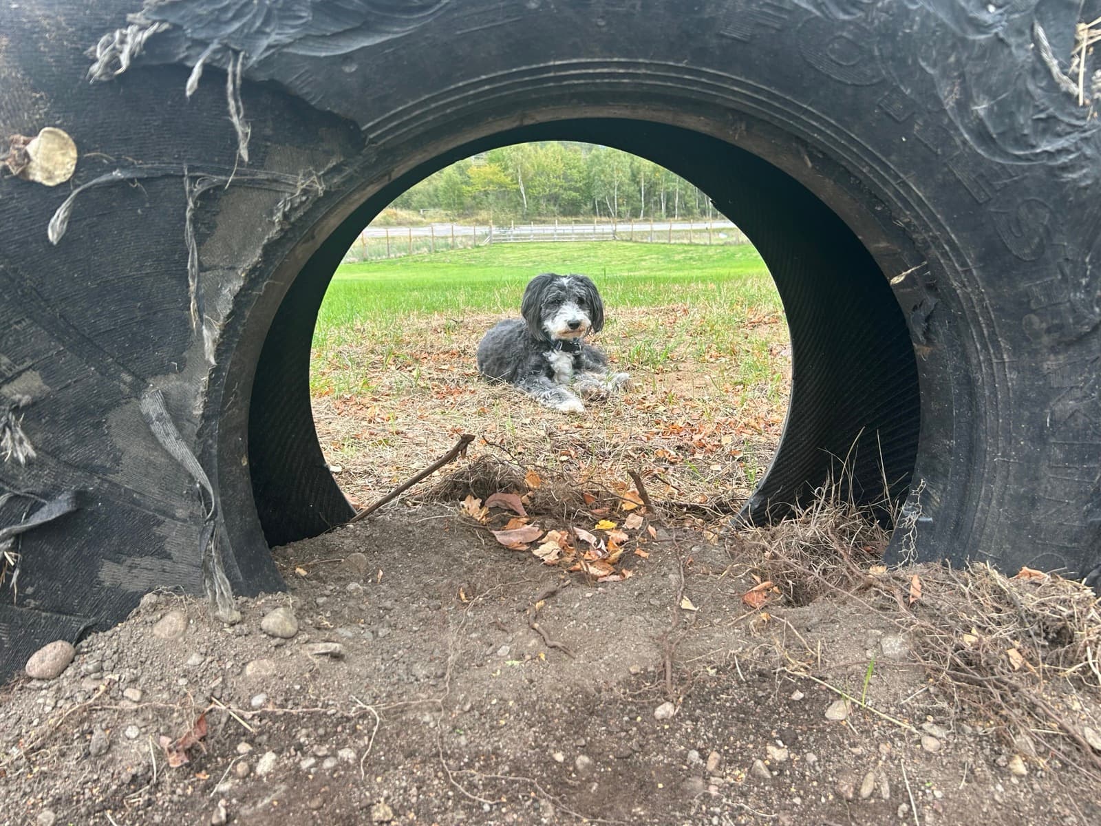Hugh in a tire swing